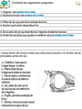 Contesta las siguientes preguntas.

l

a
vista

1.-Órganos del sentido de la vista. ______________________________________
2.-Escribe la función del sentido de la vista _______________________________
___________________________________________________________________
3.-Parte del ojo que perm la entrada de la luz _____________________________
ite
4.-Escribe que función desarrolla el iris ____________________________________
___________________________________________________________________
5.-Es la parte del ojo que trasm las im
ite
ágenes al sistem nervioso _____________
a
6.-Anota dos acciones que ayudan a m
antener sana el sentido de la vista.
___________________________________________________________________
___________________________________________________________________
___________________________________________________________________
___________________________________________________________________
• Anota dentro del círculo la letra que indica las funciones y el nombre de las
principales partes del ojo.

a. C
) ristalino, hace que la
im
agen llegue la retina.
b. R
) etina trasm las
ite
im
ágenes al sistem nervioso
a
c. N
) ervio óptico, conduce los
im
pulsos ópticos al sistem
a
nervioso.
d). Iris, parte de color en el
ojo que ayuda a la definición
de im
ágenes.
e. P
) upila. perm la entrada de
ite
la luz.
f). Córnea, inicia el proceso visual
ordenando los rayos de luz.

 