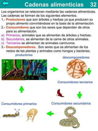 Cadenas alimenticias

32

Los organismos se relacionan mediante las cadenas alimenticias.
Las cadenas se forman de los siguientes elementos.
1.- Productores que son árboles y hierbas ya que producen su
propio alimento convirtiéndose en la base de la alimentación.
2.- Consumidores que son los seres que dependen de otros
para su alimentación.
a) Primarios, animales que se alimentan de árboles y hierbas.
b) Secundarios, se alimentan de la carne de otros animales.
c) Terciarios se alimentan de animales carnívoros.
3.- Descomponedores. Son seres que se alimentan de los
restos de las plantas y animales como hongos y bacterias.
productores
descomponedores

Consumidores terciarios

Consumidores primarios

Consumidores secundarios

 