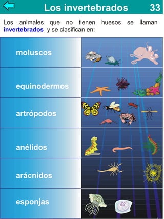 Los invertebrados
Los animales que no tienen
invertebrados y se clasifican en:

huesos

33

se llaman

 