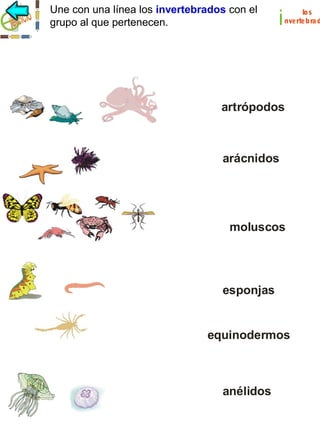 Une con una línea los invertebrados con el
grupo al que pertenecen.

i

los
nvertebra d

artrópodos

arácnidos

moluscos

esponjas

equinodermos

anélidos

 