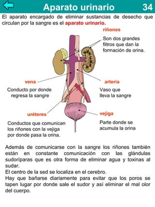 Aparato urinario

34

El aparato encargado de eliminar sustancias de desecho que
circulan por la sangre es el aparato urinario.
riñones
Son dos grandes
filtros que dan la
formación de orina.

vena
Conducto por donde
regresa la sangre

uréteres
Conductos que comunican
los riñones con la vejiga
por donde pasa la orina.

arteria
Vaso que
lleva la sangre

vejiga
Parte donde se
acumula la orina

Además de comunicarse con la sangre los riñones también
están en constante comunicación con las glándulas
sudoríparas que es otra forma de eliminar agua y toxinas al
sudar.
El centro de la sed se localiza en el cerebro.
Hay que bañarse diariamente para evitar que los poros se
tapen lugar por donde sale el sudor y así eliminar el mal olor
del cuerpo.

 