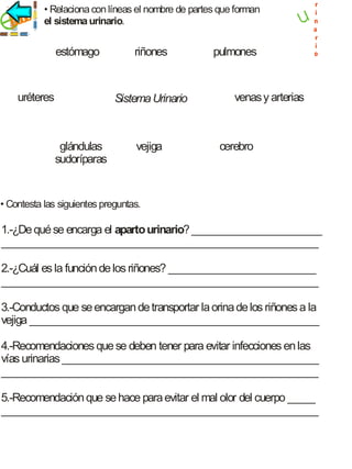 ec i
jrico

• Relaciona con líneas el nombre de partes que forman
el sistema urinario.

estómago

uréteres

riñones

Sistema Urinario

glándulas
sudoríparas

vejiga

pulmones

r
i
n
a
r
i
o

venas y arterias

cerebro

• Contesta las siguientes preguntas.

1.-¿De qué se encarga el aparto urinario? ________________________
__________________________________________________________
2.-¿Cuál es la función de los riñones? ___________________________
__________________________________________________________
3.-Conductos que se encargan de transportar la orina de los riñones a la
vejiga _____________________________________________________
4.-Recomendaciones que se deben tener para evitar infecciones en las
vías urinarias _______________________________________________
__________________________________________________________
5.-Recomendación que se hace para evitar el mal olor del cuerpo _____
__________________________________________________________

 