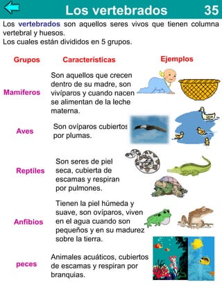 Los vertebrados

35

Los vertebrados son aquellos seres vivos que tienen columna
vertebral y huesos.
Los cuales están divididos en 5 grupos.
Grupos

Mamíferos

Aves

Reptiles

Características
Son aquellos que crecen
dentro de su madre, son
vivíparos y cuando nacen
se alimentan de la leche
materna.
Son ovíparos cubiertos
por plumas.
Son seres de piel
seca, cubierta de
escamas y respiran
por pulmones.

Anfibios

Tienen la piel húmeda y
suave, son ovíparos, viven
en el agua cuando son
pequeños y en su madurez
sobre la tierra.

peces

Animales acuáticos, cubiertos
de escamas y respiran por
branquias.

Ejemplos

 