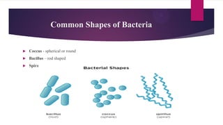 GBSN - Microbiology (Gram Staining) | PDF