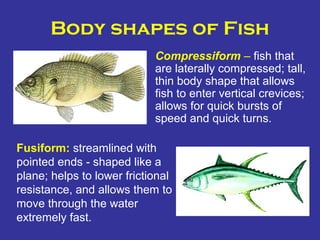Body shapes of Fish
Fusiform: streamlined with
pointed ends - shaped like a
plane; helps to lower frictional
resistance, and allows them to
move through the water
extremely fast.
Compressiform – fish that
are laterally compressed; tall,
thin body shape that allows
fish to enter vertical crevices;
allows for quick bursts of
speed and quick turns.
 