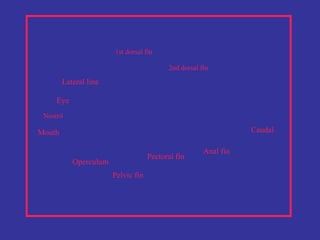 Lateral line
Pelvic fin
Pectoral fin
Anal fin
Caudal
2nd dorsal fin
1st dorsal fin
Eye
Operculum
Mouth
Nostril
 