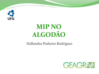 MIP NO 
ALGODÃO 
Hallandra Pinheiro Rodrigues 
 