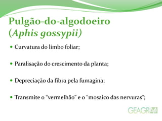 Pulgão-do-algodoeiro 
(Aphis gossypii) 
 Curvatura do limbo foliar; 
 Paralisação do crescimento da planta; 
 Depreciação da fibra pela fumagina; 
 Transmite o “vermelhão” e o “mosaico das nervuras”; 
 