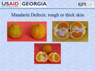 Mandarin Defects: rough or thick skin
 