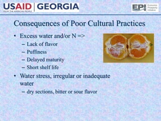 Consequences of Poor Cultural Practices
• Excess water and/or N =>
– Lack of flavor
– Puffiness
– Delayed maturity
– Short shelf life
• Water stress, irregular or inadequate
water
– dry sections, bitter or sour flavor
 