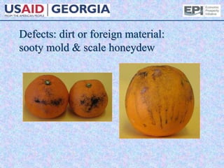 Defects: dirt or foreign material:
sooty mold & scale honeydew
 