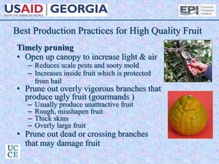 Best Production Practices for High Quality Fruit
Timely pruning
• Open up canopy to increase light & air
– Reduces scale pests and sooty mold
– Increases inside fruit which is protected
from hail
• Prune out overly vigorous branches that
produce ugly fruit (gourmands )
– Usually produce unattractive fruit
– Rough, misshapen fruit
– Thick skins
– Overly large fruit
• Prune out dead or crossing branches
that may damage fruit
 