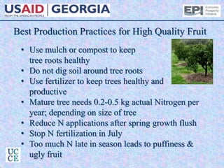 Best Production Practices for High Quality Fruit
• Use mulch or compost to keep
tree roots healthy
• Do not dig soil around tree roots
• Use fertilizer to keep trees healthy and
productive
• Mature tree needs 0.2-0.5 kg actual Nitrogen per
year; depending on size of tree
• Reduce N applications after spring growth flush
• Stop N fertilization in July
• Too much N late in season leads to puffiness &
ugly fruit
 