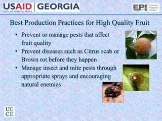 Best Production Practices for High Quality Fruit
• Prevent or manage pests that affect
fruit quality
• Prevent diseases such as Citrus scab or
Brown rot before they happen
• Manage insect and mite pests through
appropriate sprays and encouraging
natural enemies
 
