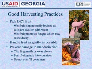 Good Harvesting Practices
• Pick DRY fruit
– Wet fruit is more easily bruised as
cells are swollen with water
– Wet fruit promotes fungus which may
cause decay
• Handle fruit as gently as possible
• Prevent damage to mandarin rind:
– Clip fingernails or wear gloves
– Pour fruit gently into container
– Do not overfill containers
 