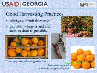 Good Harvesting Practices
• Always cut fruit from tree
• Use sharp clippers and clip
stem as short as possible
These long stems will damage other fruit
These short stems will
minimize damage to other fruit
 