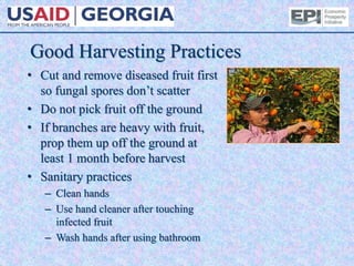 Good Harvesting Practices
• Cut and remove diseased fruit first
so fungal spores don’t scatter
• Do not pick fruit off the ground
• If branches are heavy with fruit,
prop them up off the ground at
least 1 month before harvest
• Sanitary practices
– Clean hands
– Use hand cleaner after touching
infected fruit
– Wash hands after using bathroom
 