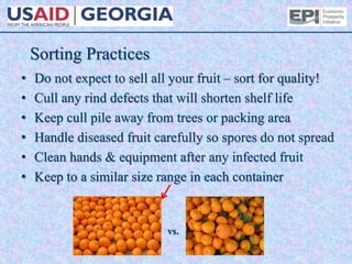 Sorting Practices
• Do not expect to sell all your fruit – sort for quality!
• Cull any rind defects that will shorten shelf life
• Keep cull pile away from trees or packing area
• Handle diseased fruit carefully so spores do not spread
• Clean hands & equipment after any infected fruit
• Keep to a similar size range in each container
vs.
 
