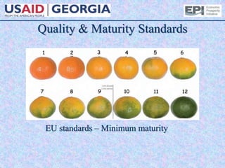 Quality & Maturity Standards
EU standards – Minimum maturity
 