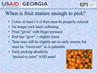 When is fruit mature enough to pick?
• Color: at least1/3 of fruit must be properly colored
• No longer rock hard; softening
• Fruit “gives” with finger pressure
• Peel has “give” = slightly loose
• Taste may still be slightly tart in early season, but
must be “sweet-tart” so is palatable
• Early picking should be
“picked to color” AND taste!
 