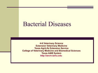 Bacterial Diseases 4-H Veterinary Science Extension Veterinary Medicine Texas AgriLife Extension Service College of Veterinary Medicine and Biomedical Sciences Texas A&M System http://aevm.tamu.edu   