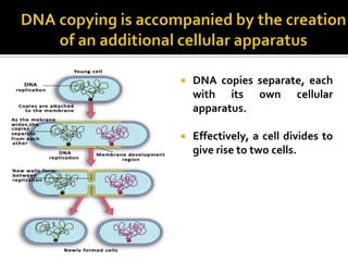    DNA copies separate, each
    with its own cellular
    apparatus.

   Effectively, a cell divides to
    give rise to two cells.
 