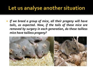    If we breed a group of mice, all their progeny will have
    tails, as expected. Now, if the tails of these mice are
    removed by surgery in each generation, do these tailless
    mice have tailless progeny?
 