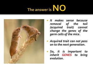    It makes sense because
    removal of the tail
    (acquired trait) cannot
    change the genes of the
    germ cells of the mice.

   Acquired trait can not pass
    on to the next generation.

   So, it is important to
    inherit GENES to bring
    evolution.
 