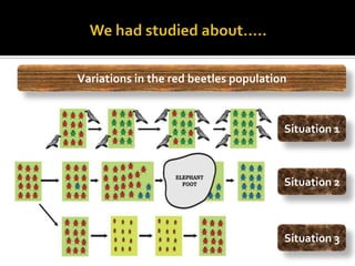 Variations in the red beetles population



                                       Situation 1



                                       Situation 2



                                       Situation 3
 