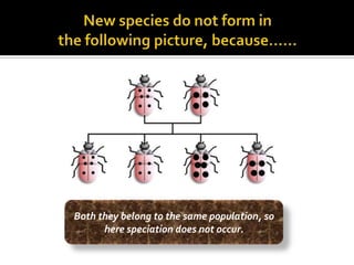 Both they belong to the same population, so
      here speciation does not occur.
 