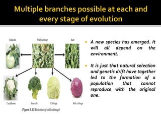    A new species has emerged. It
    will all depend on the
    environment.

   It is just that natural selection
    and genetic drift have together
    led to the formation of a
    population       that     cannot
    reproduce with the original
    one.
 