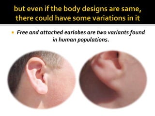    Free and attached earlobes are two variants found
                  in human populations.
 