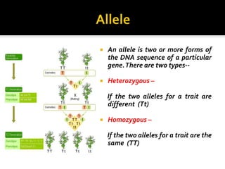    An allele is two or more forms of
    the DNA sequence of a particular
    gene.There are two types--

   Heterozygous –

    If the two alleles for a trait are
    different (Tt)

   Homozygous –

    If the two alleles for a trait are the
    same (TT)
 