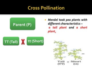    Mendel took pea plants with
     Parent (P)               different characteristics –
                              a tall plant and a short
                              plant,


TT (Tall)    tt (Short)
 