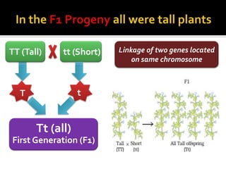 TT (Tall)    tt (Short)   Linkage of two genes located
                              on same chromosome



  T               t


       Tt (all)
First Generation (F1)
 