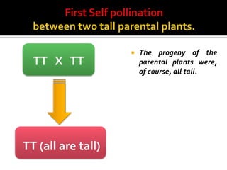    The progeny of the
  TT X TT               parental plants were,
                        of course, all tall.




TT (all are tall)
 