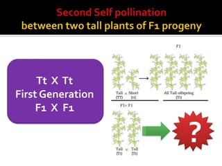 Tt X Tt
First Generation
     F1 X F1

                   ?
 