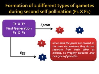 Tt X Tt       Sperm
First Generation                T                t
     F1 X F1

                   T       Since both the genes are carried on
                           the sane chromosome they do not
                           separate from each other at
        Egg                meiosis, F1 Progeny produces only
                   t       two types of gametes.
 