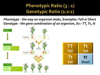 Phenotype - the way an organism looks, Examples: Tall or Short
Genotype - the gene combination of an organism, Ex:- TT, Tt, tt




                                           TT         Tt
                                           Tall       Tall
                                           Tt         tt
                                           Tall     Short
 