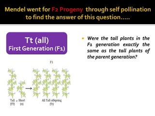    Were the tall plants in the
      Tt (all)              F1 generation exactly the
First Generation (F1)       same as the tall plants of
                            the parent generation?
 