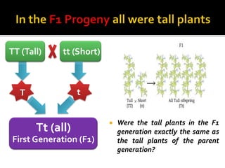 TT (Tall)    tt (Short)



  T               t


                             Were the tall plants in the F1
       Tt (all)               generation exactly the same as
First Generation (F1)         the tall plants of the parent
                              generation?
 