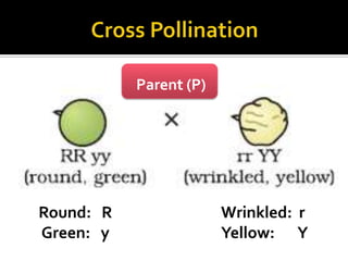 Parent (P)




Round: R                Wrinkled: r
Green: y                Yellow: Y
 