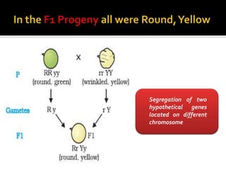 Segregation of two
hypothetical genes
located on different
chromosome
 