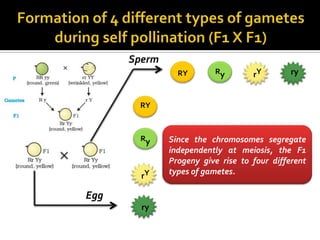 Sperm
                RY       Ry        rY        ry


       RY



       Ry     Since the chromosomes segregate
              independently at meiosis, the F1
              Progeny give rise to four different
        rY    types of gametes.

Egg
        ry
 