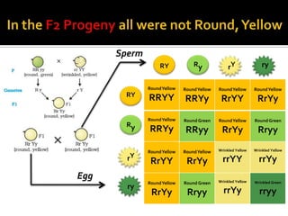 Sperm
                   RY            Ry              rY               ry

              Round Yellow   Round Yellow   Round Yellow      Round Yellow
       RY     RRYY           RRYy            RrYY              RrYy
              Round Yellow   Round Green    Round Yellow      Round Green
       Ry
              RRYy            RRyy           RrYy               Rryy

              Round Yellow   Round Yellow   Wrinkled Yellow   Wrinkled Yellow

        rY     RrYY           RrYy            rrYY              rrYy
Egg                                         Wrinkled Yellow   Wrinkled Green
              Round Yellow   Round Green
        ry
               RrYy           Rryy            rrYy              rryy
 