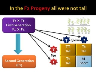 Tt X Tt
First Generation
     F1 X F1


                          T Sperm t
                          TT      Tt
                     T    Tall   Tall
                    Egg
Second Generation
                          Tt      tt
                     t    Tall   Short
       (F2)
 