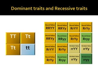 Round Yellow   Round Yellow   Round Yellow      Round Yellow

          RRYY           RRYy            RrYY              RrYy

TT   Tt   Round Yellow

          RRYy
                         Round Green

                          RRyy
                                        Round Yellow

                                         RrYy
                                                          Round Green

                                                            Rryy

Tt   tt   Round Yellow   Round Yellow   Wrinkled Yellow   Wrinkled Yellow


           RrYY           RrYy            rrYY              rrYy

          Round Yellow   Round Green    Wrinkled Yellow   Wrinkled Green

           RrYy           Rryy            rrYy              rryy
 