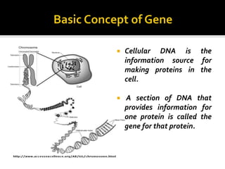   Cellular DNA is the
    information source for
    making proteins in the
    cell.

   A section of DNA that
    provides information for
    one protein is called the
    gene for that protein.
 