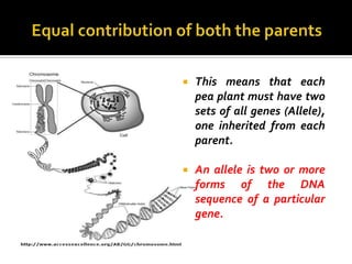    This means that each
    pea plant must have two
    sets of all genes (Allele),
    one inherited from each
    parent.

   An allele is two or more
    forms of the DNA
    sequence of a particular
    gene.
 