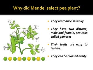    They reproduce sexually

   They have two distinct,
    male and female, sex cells
    called gametes

   Their traits are easy to
    isolate.

   They can be crossed easily.
 